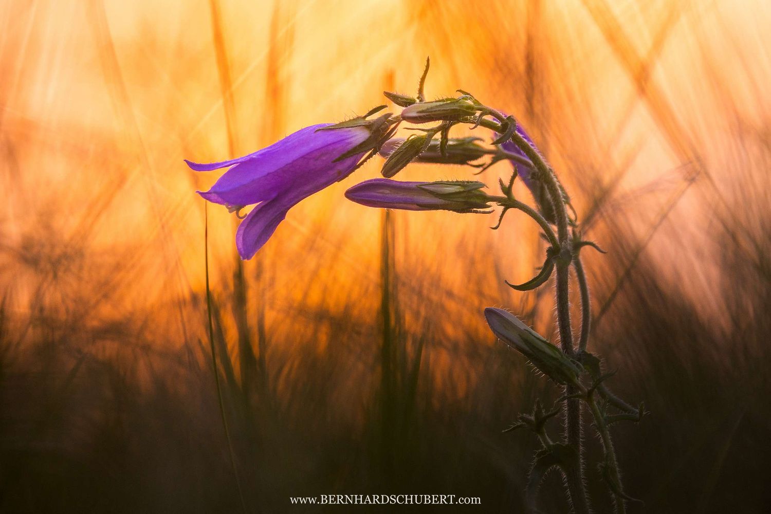 Campanula sibirica - Siberial bellflower