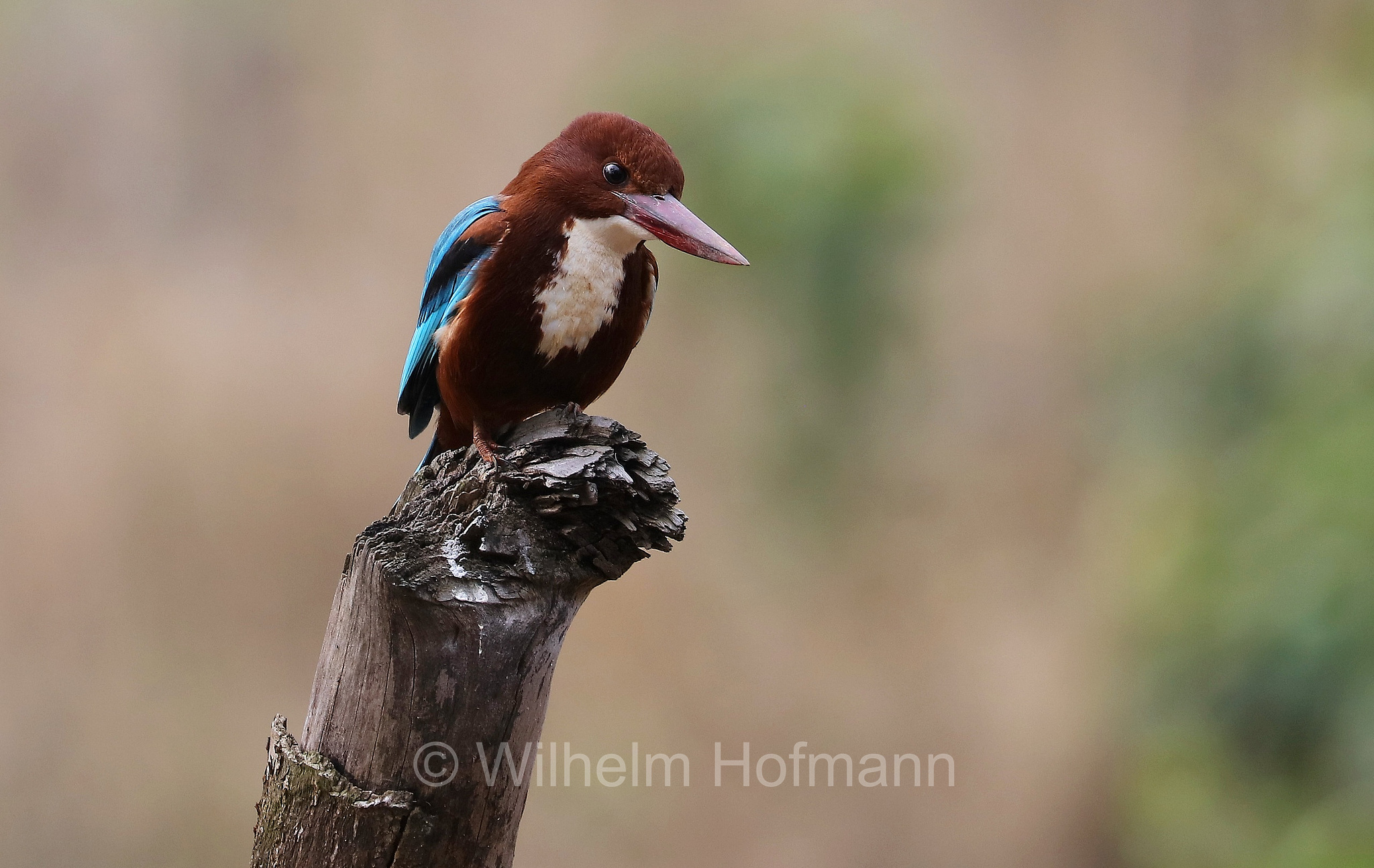 white-throated kingfisher, white-breasted kingfisher, Braunliest, martin pescatore dalla gola bianca, Halcyon smyrnensis, Bandhavgarh National Park, Bandhavgarh-Nationalpark, parco nazionale di Bandhavgarh, Madhya Pradesh, India, Indien