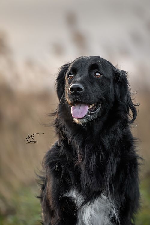Friese Stabij x Golden Retriever portret kijkt over rechter schouder