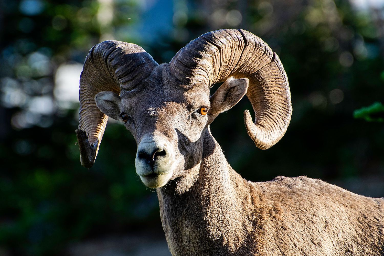 Mark Ingraham's Action & Nature Photos