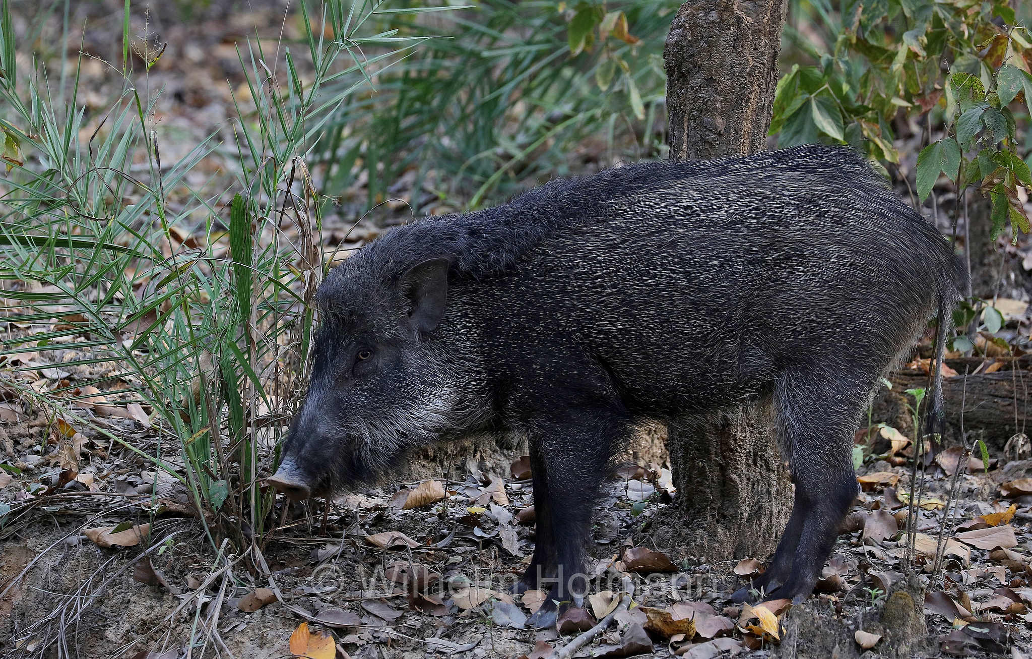 Indian boar, Moupin pig, Indisches Wildschwein, cinghiale indiano, Sus scrofa cristatus, Kanha National Park, Kanha-Nationalpark, parco nazionale di Kanha, Madhya Pradesh, India, Indien