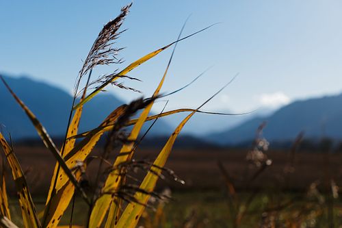 Schilf im Murnauer Moos