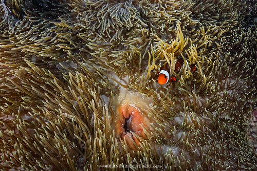 Clownfish and its anemone
