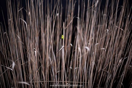 Hyla arborea - Europäischer Laubfrosch