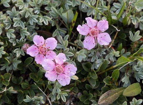 Dolomiten-Fingerkraut