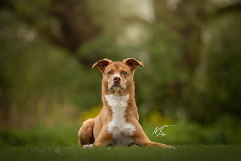 Is mijn huisdier wel geschikt voor een fotoshoot?