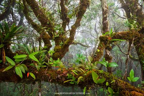 Epiphytes in a tropical cloud forest.