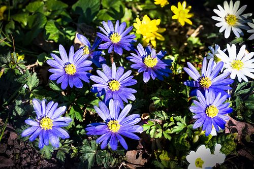 Blumen auf dem Oeschberg