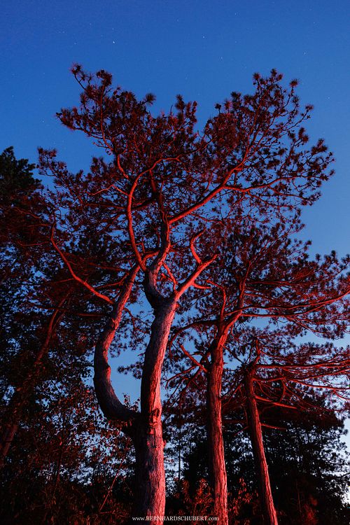 Pinus nigra – Schwarz-Kiefer