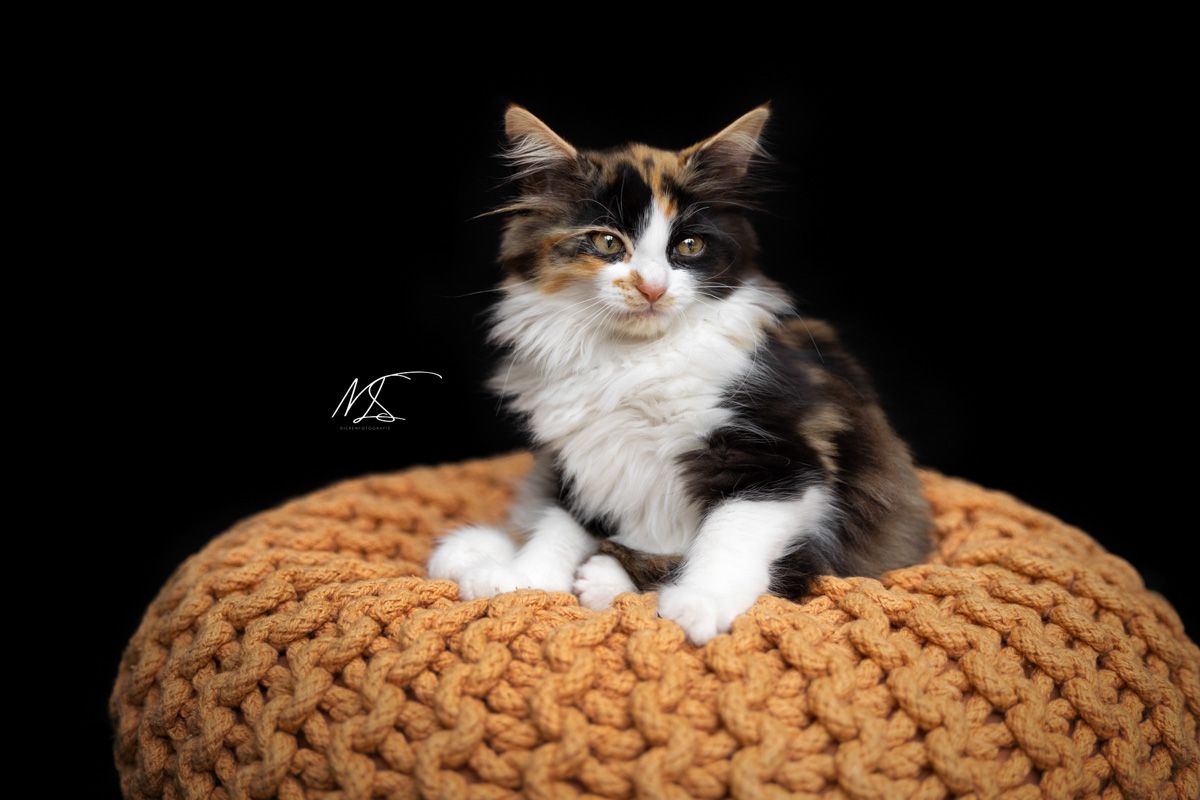 Indoor fotoshoot met langharige kitten lapjesvacht die op een oranje poefje zit die supermooi kleurt met het oranje in haar vacht ze kijkt een beetje geïrriteerd