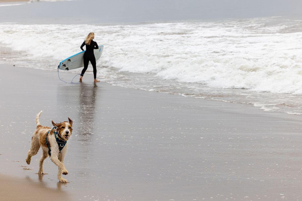 Happy Dog Running on Surfing Beach in Malibu