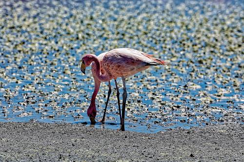 Flamands roses dans les lagunes Sud Lipez en Bolivie