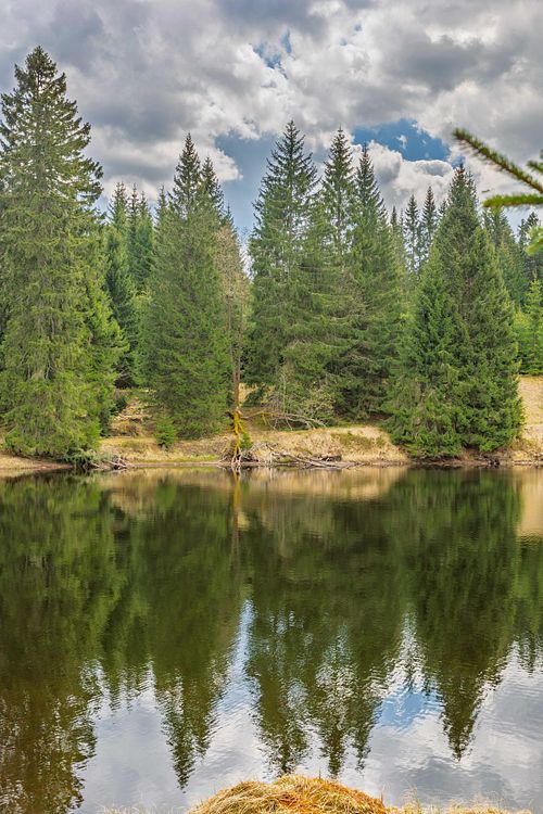 Reflets d’arbres sur un lac calme.