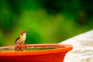 Important Element of Photography