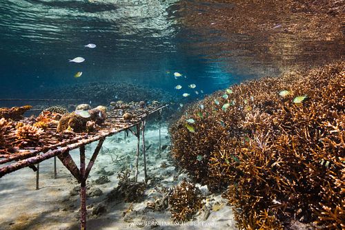 Reef restauration