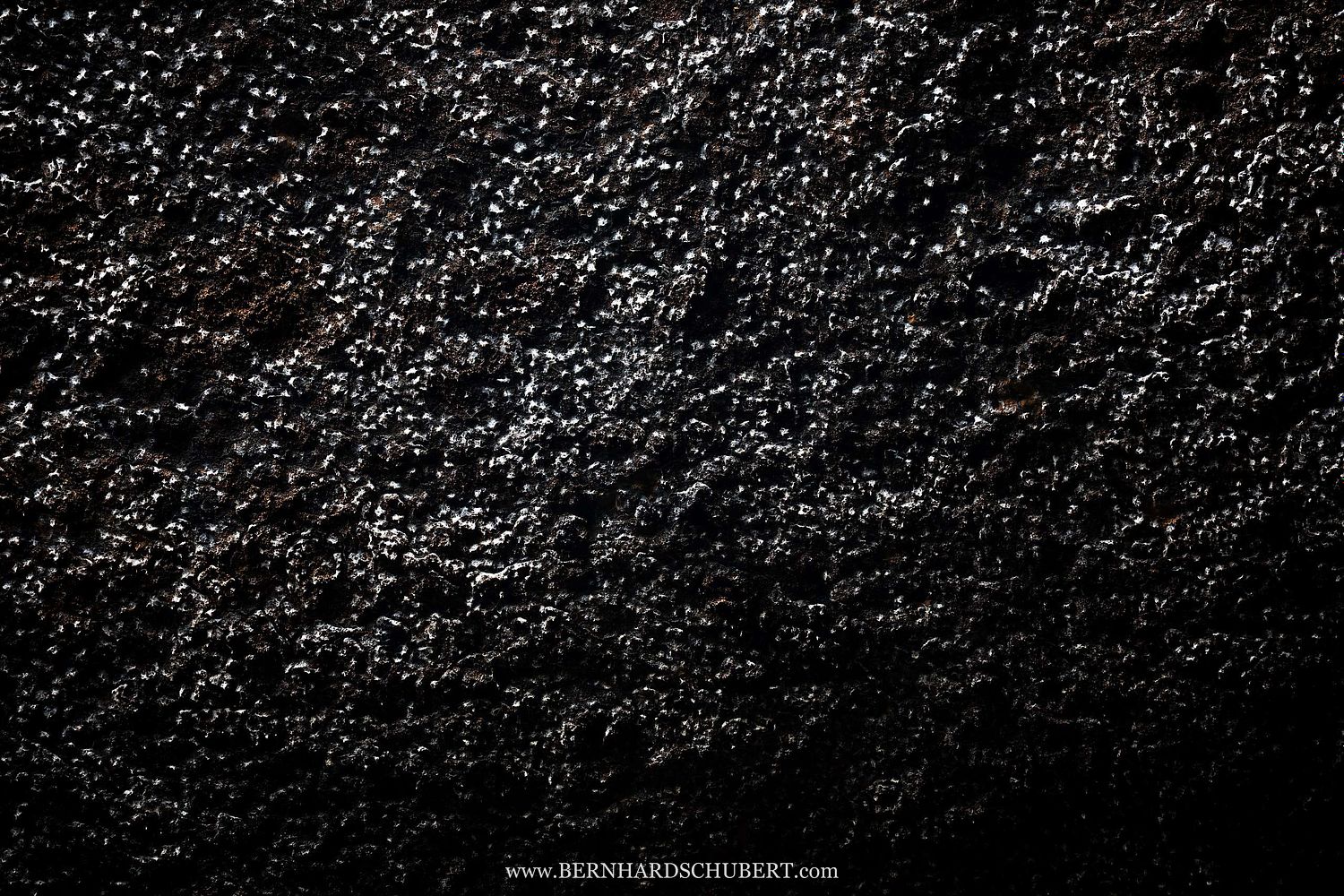 Aerodromus sp. - Dark swiftlets Edible bird's nests