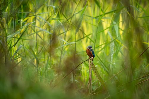 Portfolio - Wildtiere und Natur