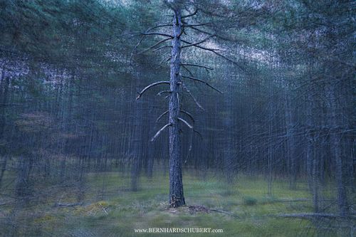 Pinus nigra – Schwarz-Kiefer
