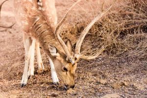 Few better tips for Wildlife Photography