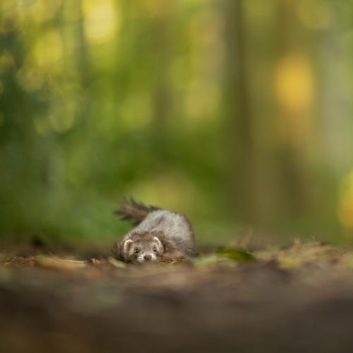 Alle dieren zijn welkom!