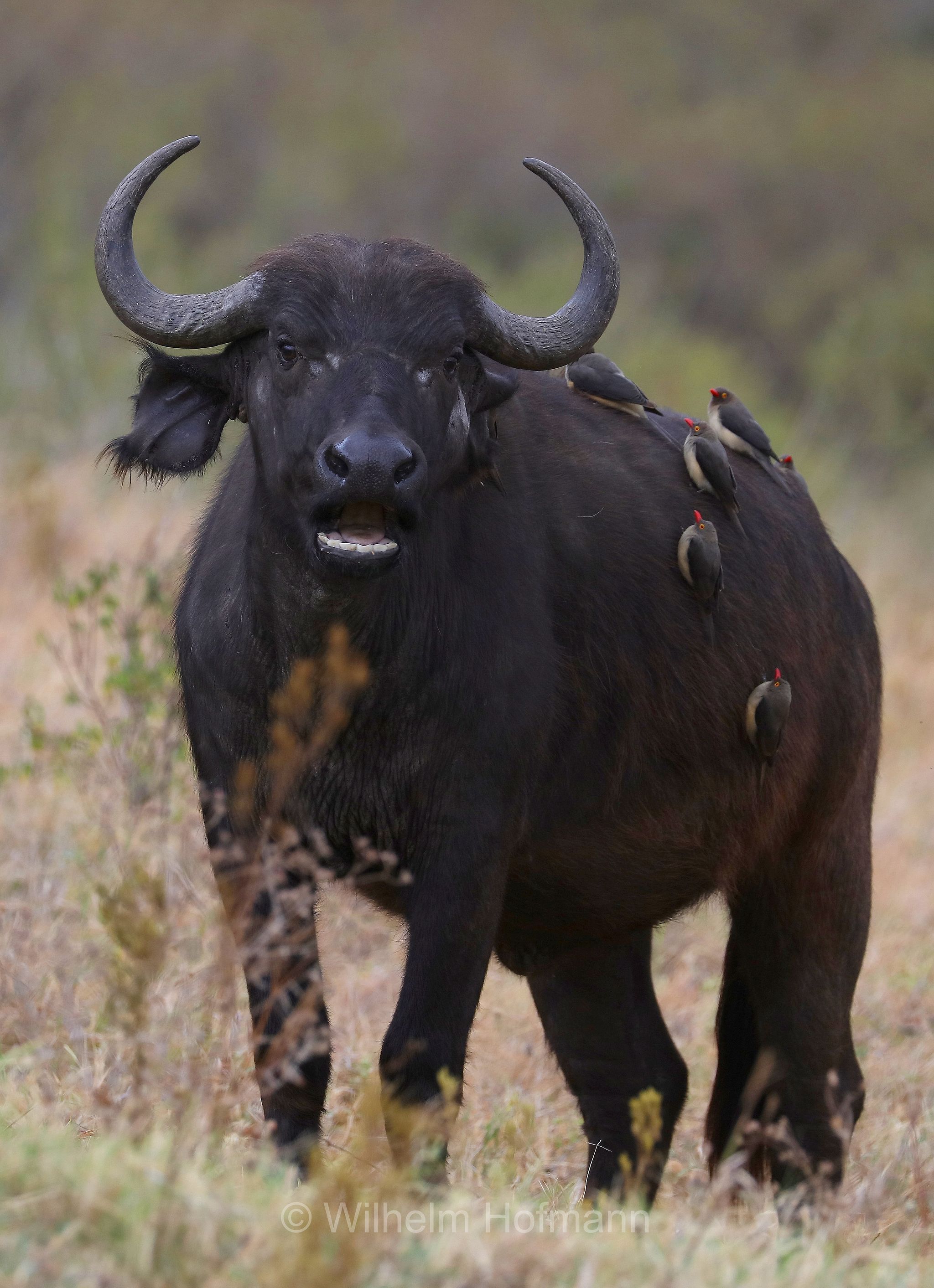Cape buffalo, bufalo africano, bufalo del Capo, Kaffernbüffel, Afrikanischer Büffel, Steppenbüffel, Schwarzbüffel, Syncerus caffer, Syncerus caffer caffer, Ngorongoro Conservation Area, Tanzania, Ngorongoro Krater, Tansania, area di conservazione di Ngorongoro