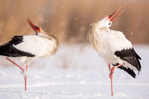 Ciconia ciconia - Weißstorch