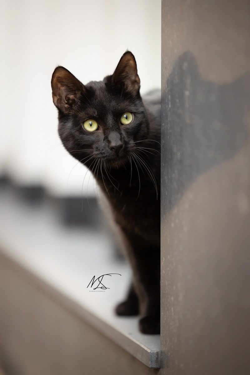 Zwarte kat die om het hoekje kijken bij een kantoorraam