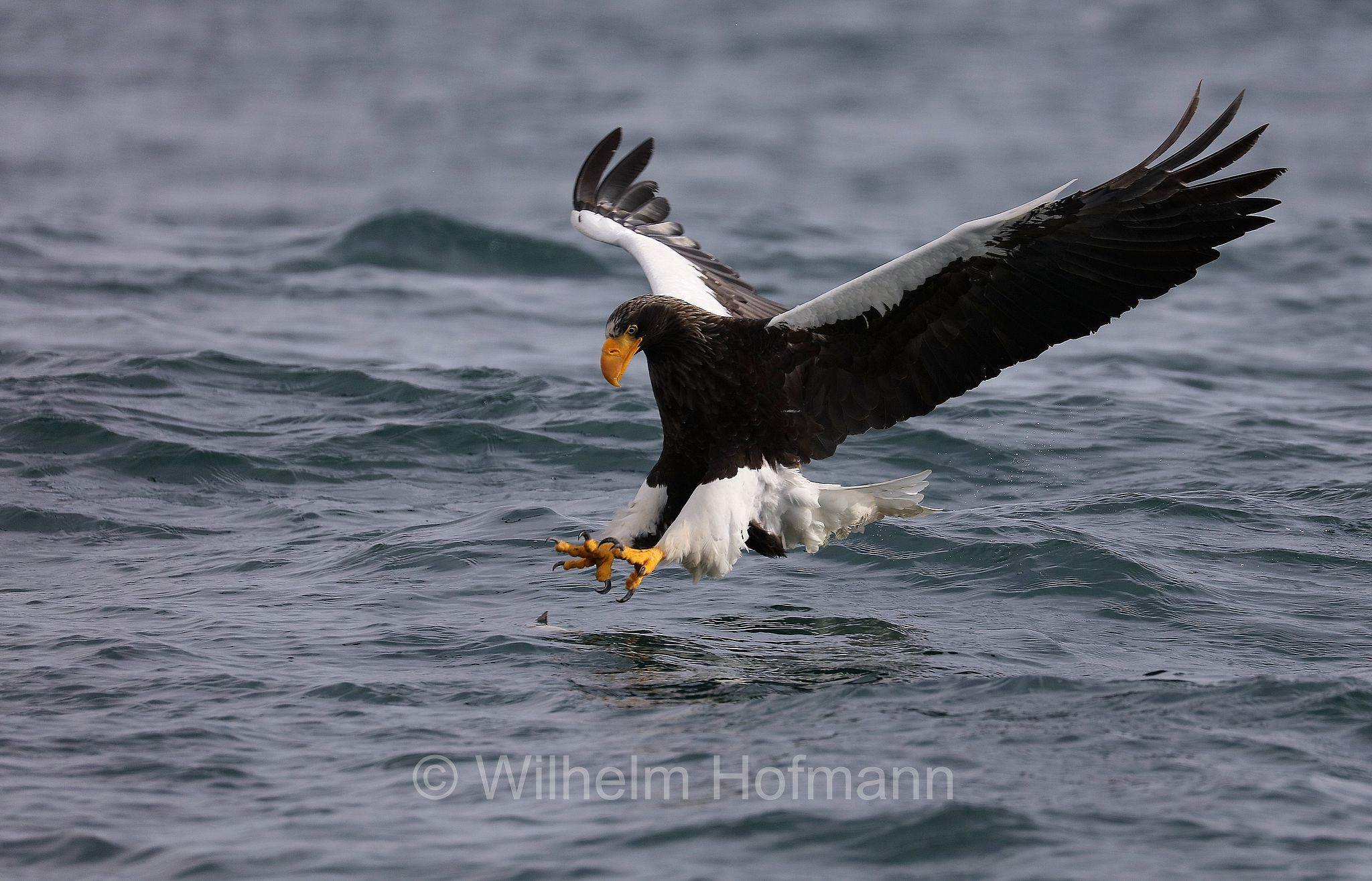 Steller's sea eagle, Pacific sea eagle, white-shouldered eagle, Riesenseeadler, aquila di mare di Steller, Haliaeetus pelagicus, Rausu, penisola di Shiretoko, Shiretoko Peninsula, Shiretoko-Halbinsel, Hokkaidō, Hokkaido, Japan, Giappone