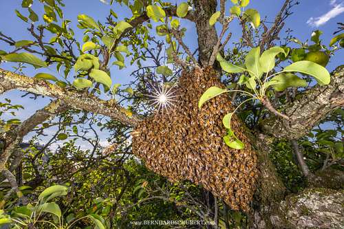 Apis mellifera - Western Honey Bee