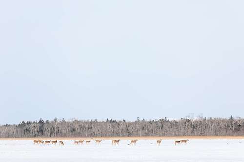Cervus nippon yesoensis - Yezo sika deer