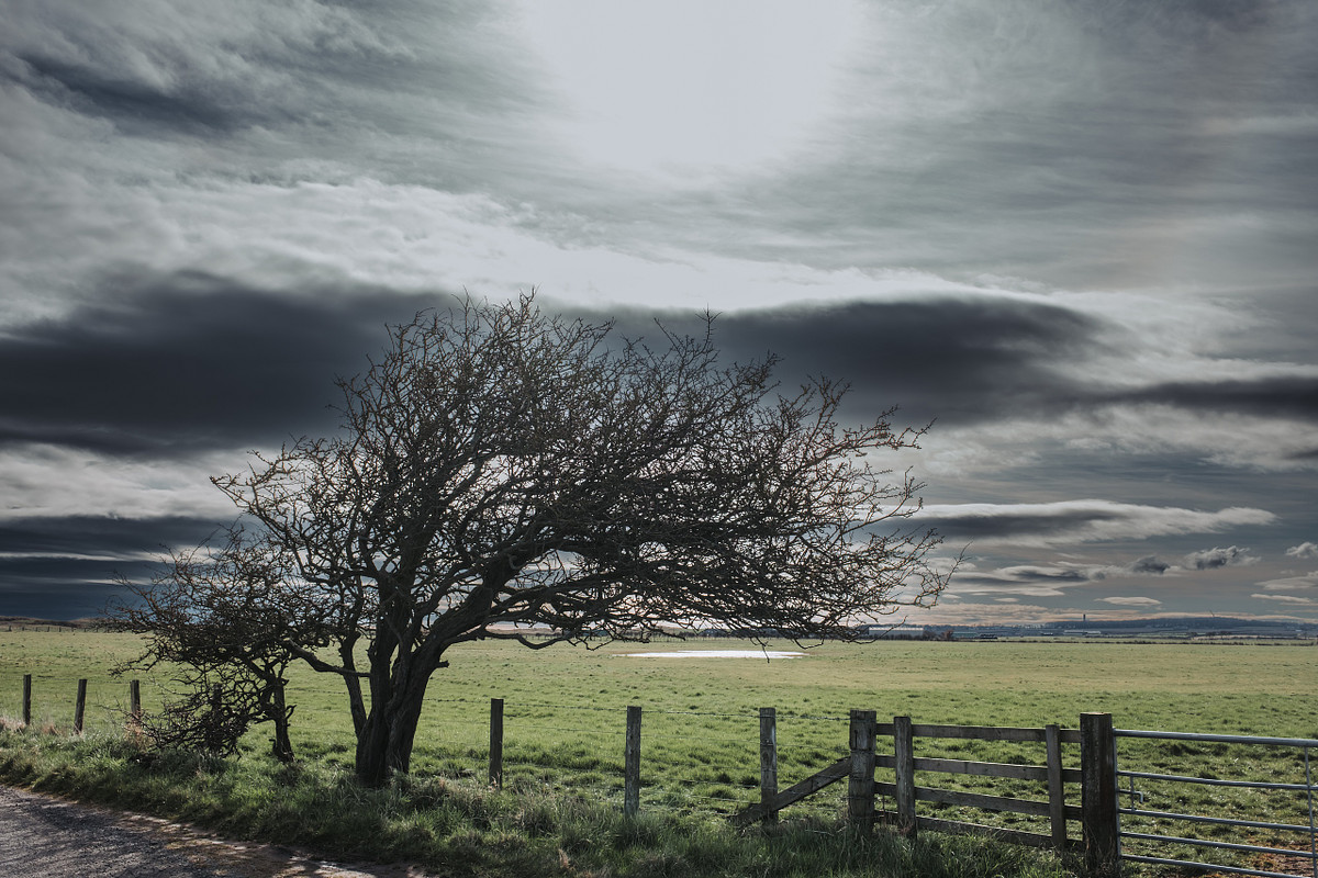 Tree, in field with sunset