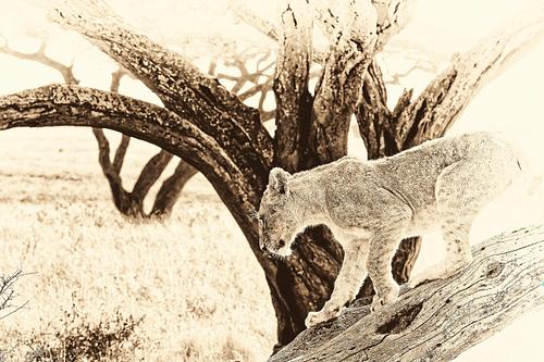 Photo sepia d'une lionne sur son arbre