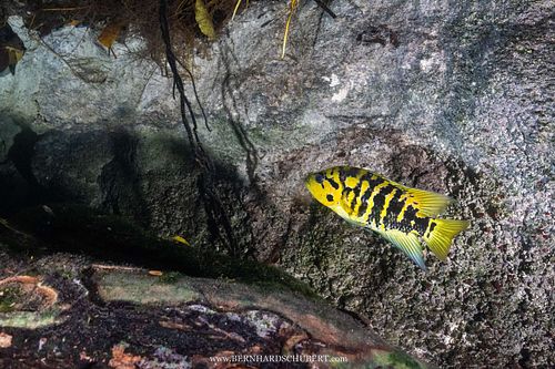 Parachromis friedrichsthalii - Yellowjacket cichlid