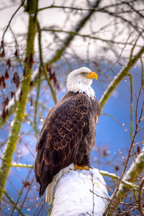 Best place for bald eagle photography workshop & guide tour in the US.  Located in the Midwest (Iowa & Illinois) and Alaska, United States.