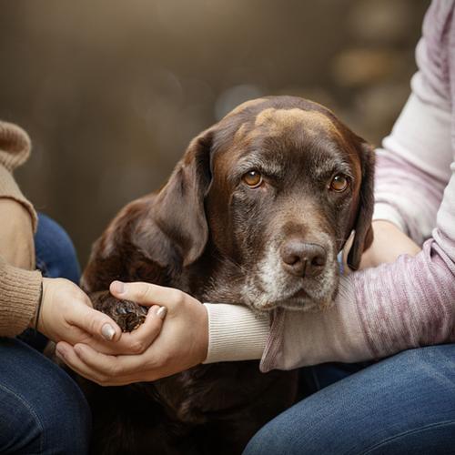 Hoe werkt een fotoshoot?