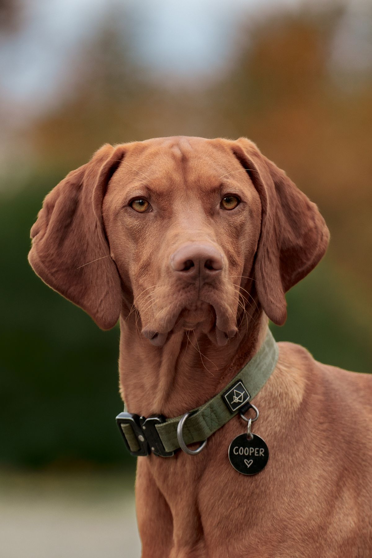 Cooper the regal Vizsla