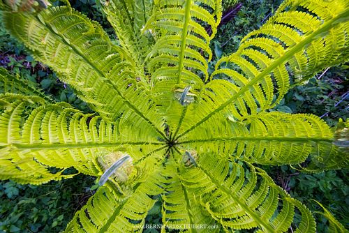 Matteuccia struthiopteris - Ostrich fern
