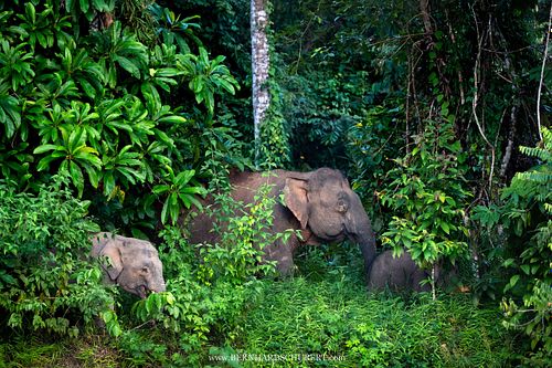 Bornean Pygmy Elephants