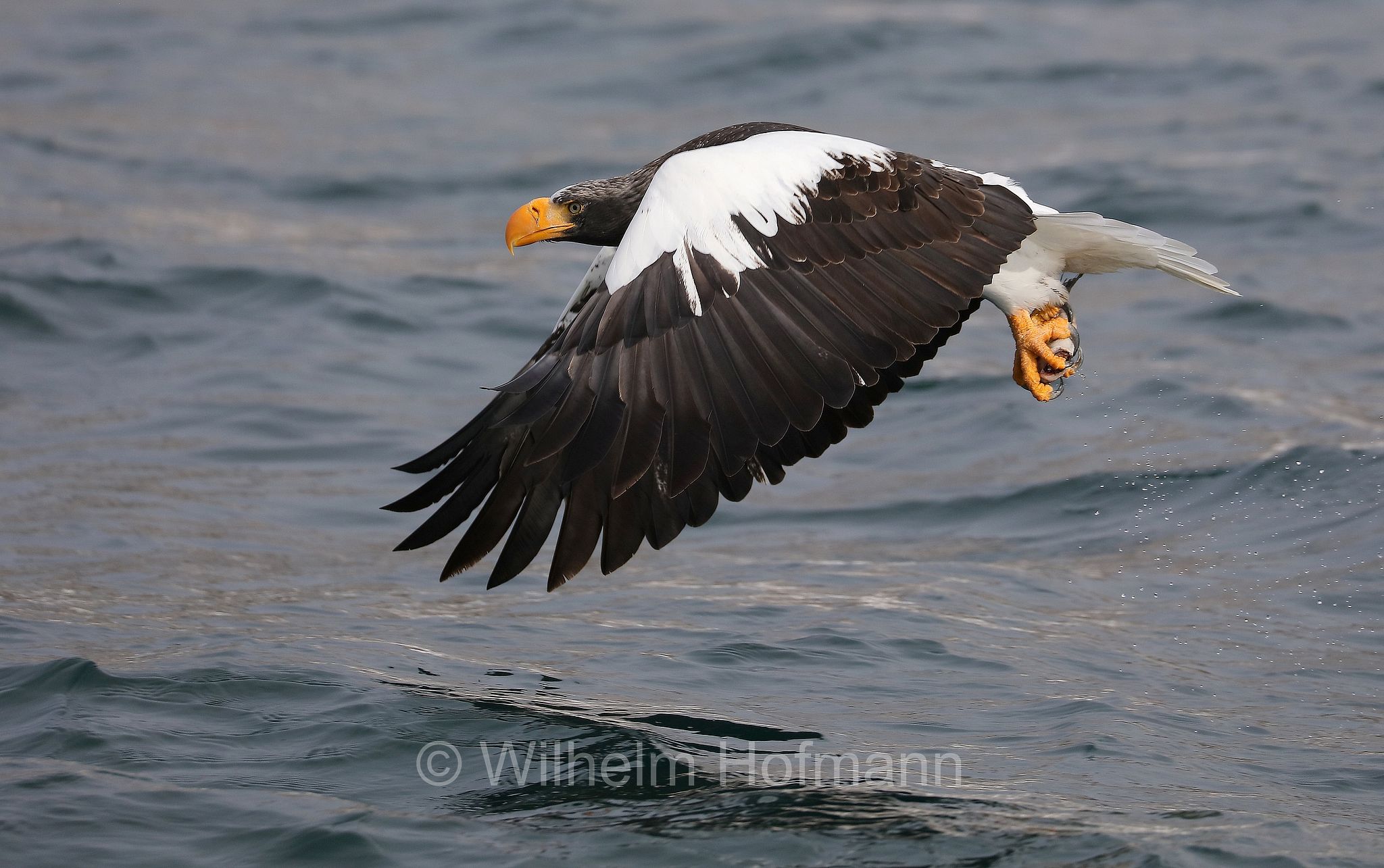 Steller's sea eagle, Pacific sea eagle, white-shouldered eagle, Riesenseeadler, aquila di mare di Steller, Haliaeetus pelagicus, Rausu, penisola di Shiretoko, Shiretoko Peninsula, Shiretoko-Halbinsel, Hokkaidō, Hokkaido, Japan, Giappone