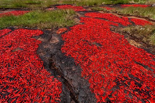 Our home stays often grow their own ingredients on site. Food and kitchen gardens are a major Shunyachi obsession.