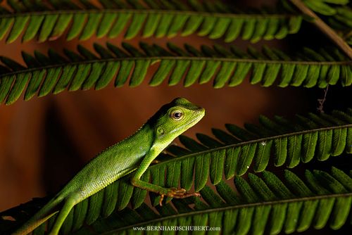 Bronchocela sp. - Langschwanzagame