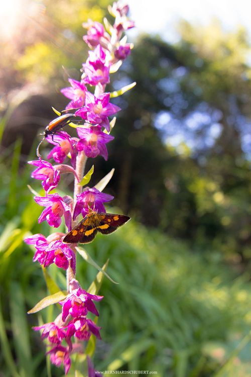 Pyrausta sp. on Epipactis atrorubens dark-red helleborine