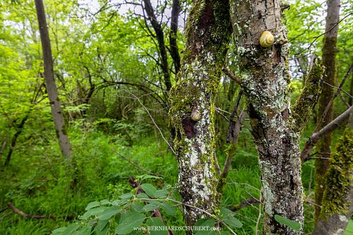 Cepaea sp. - Bänderschnecke
