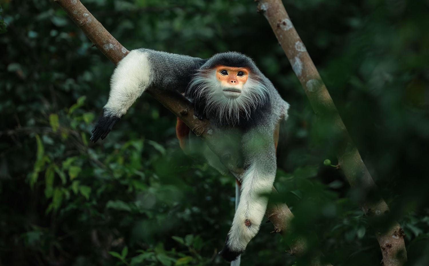 Red-shanked Douc, Vietnam, old world monkey, critically endangered, Pygathrix nemaeus.