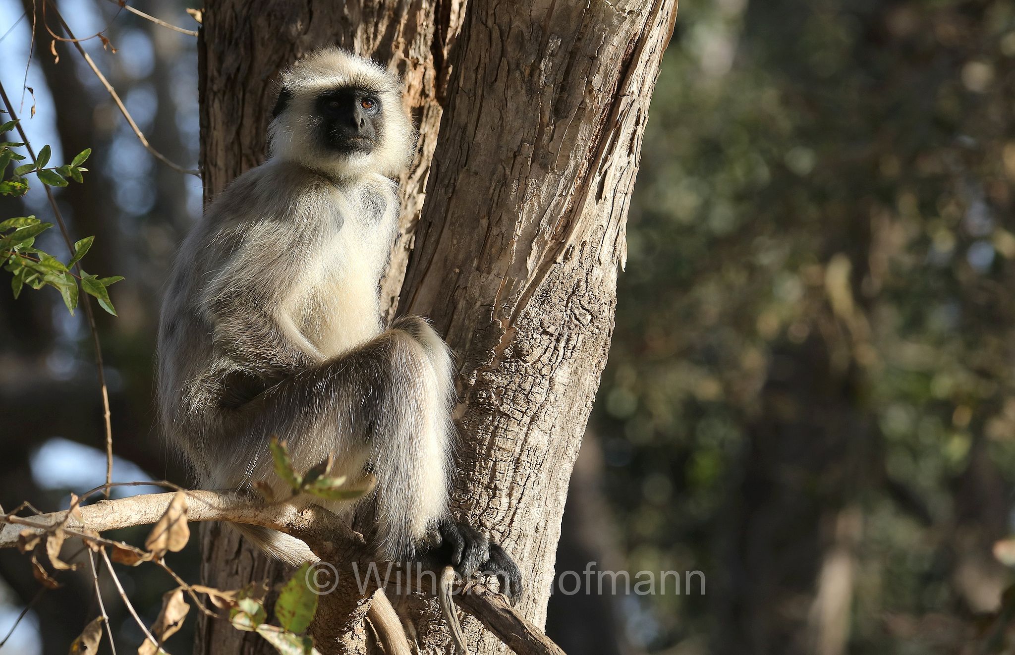 northern plains gray langur, sacred langur, Bengal sacred langur, Hanuman langur, Bengalischer Hanuman-Langur, entello delle pianure settentrionali, entello grigio, Kanha National Park, Kanha-Nationalpark, parco nazionale di Kanha, Madhya Pradesh, India, Indien