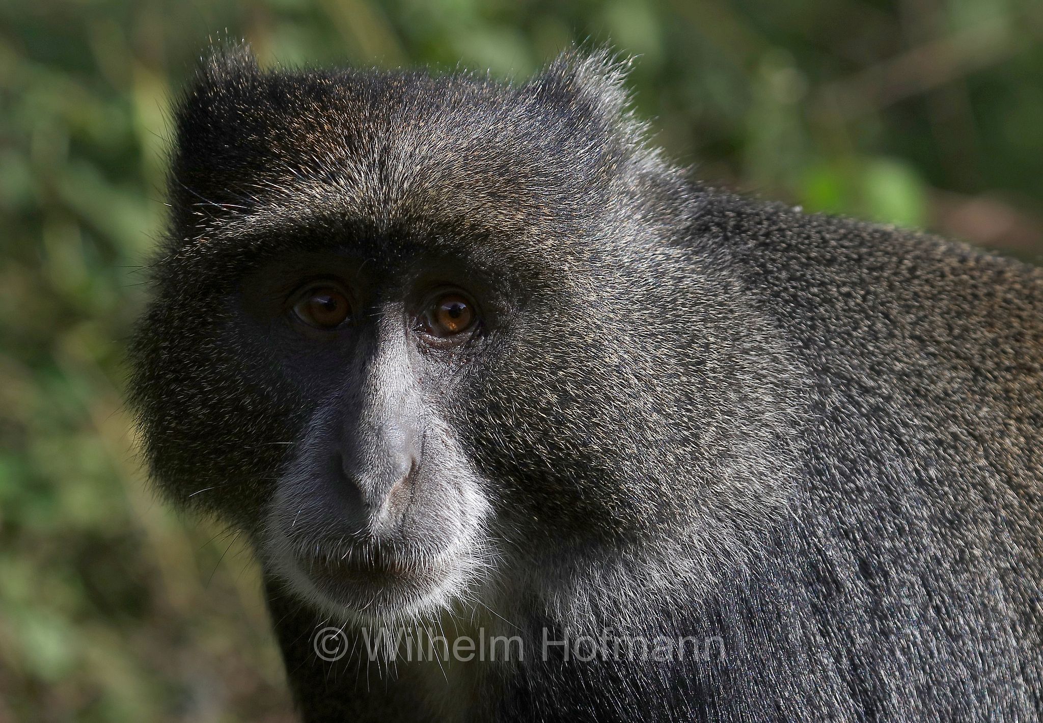 Cercopithecus mitis, blue monkey, diademed monkey, Diademmeerkatze, cercopiteco dal diadema, Tansania, Tanzania, Arusha National Park, Arusha-Nationalpark, parco nazionale di Arusha