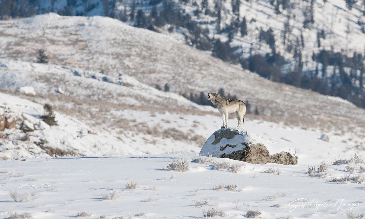 Something to Howl About