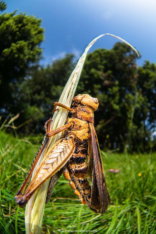 Entomophaga grylli Befall