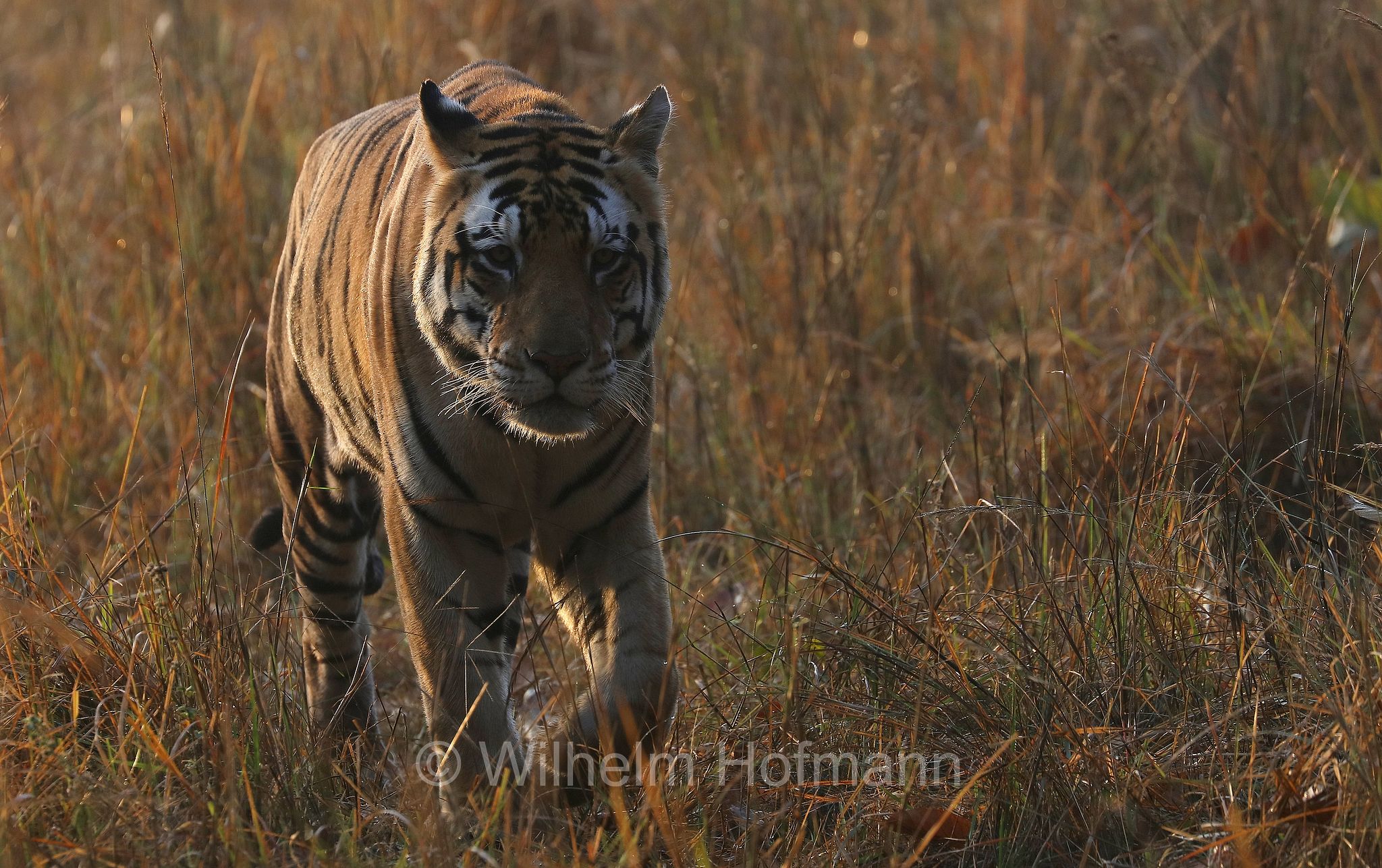 Bengal tiger, Königstiger, Bengal-Tiger, Indischer Tiger, tigre del Bengala, tigre reale del Bengala, Panthera tigris tigris, Kanha National Park, Kanha-Nationalpark, parco nazionale di Kanha, Madhya Pradesh, India, Indien, Kanha Zone