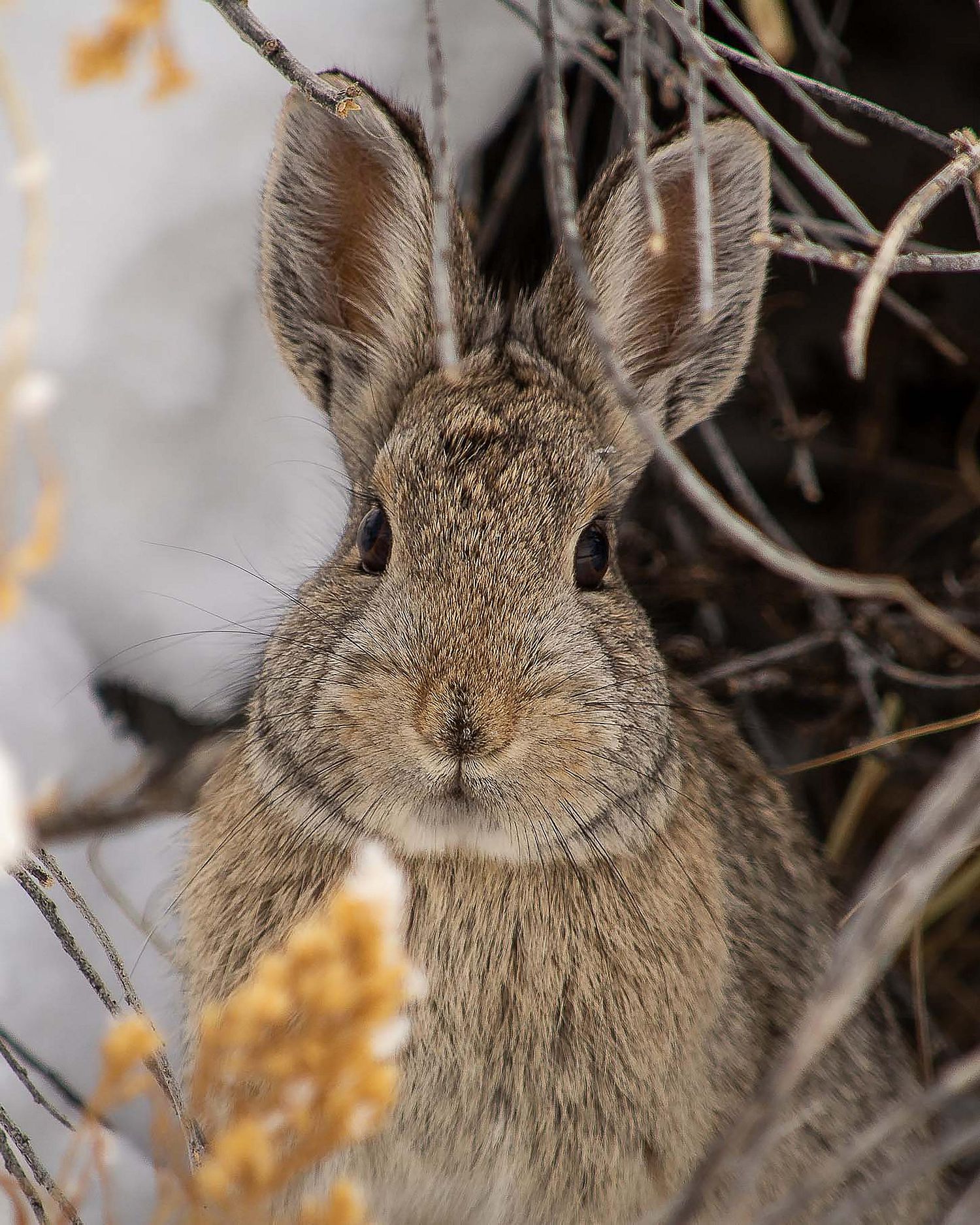 Cottontail Rabbit sitting in the snow with a sweet, wide-eyed expression.